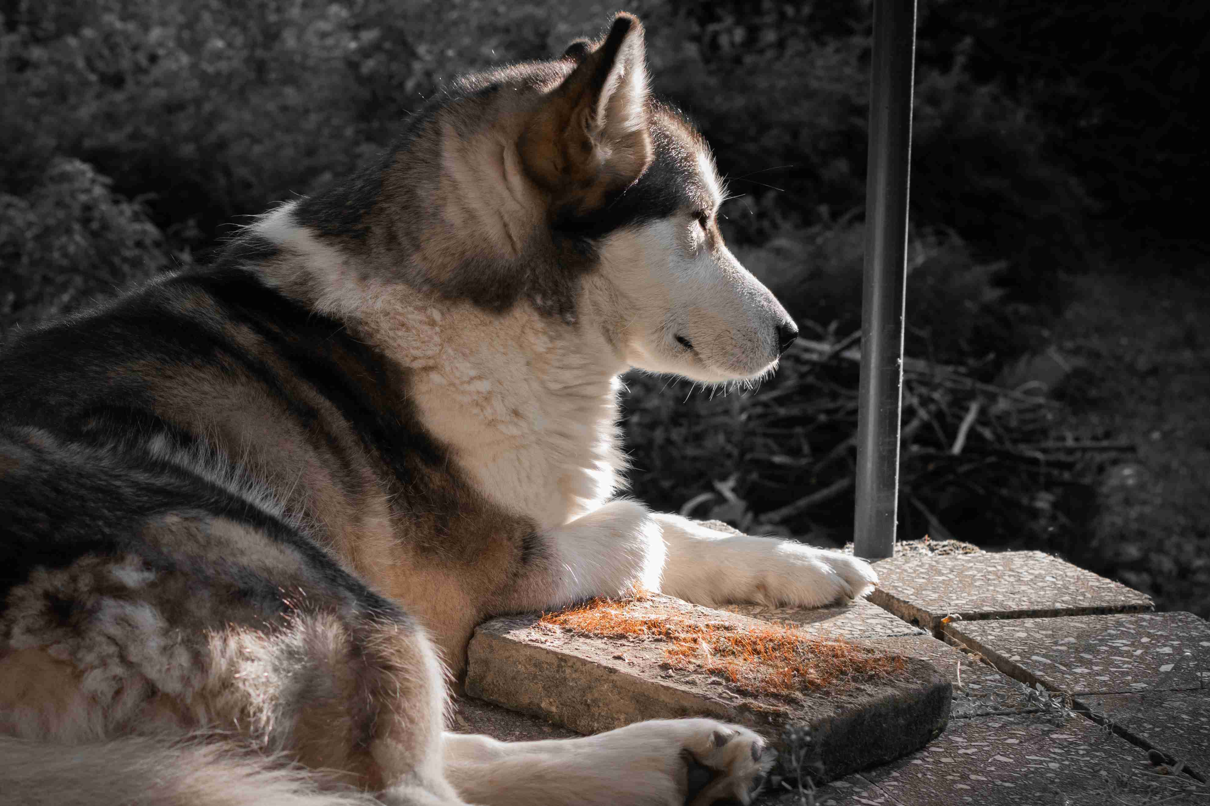 Alaskan Malamute Puppy Exercise: Finding the Right Balance
